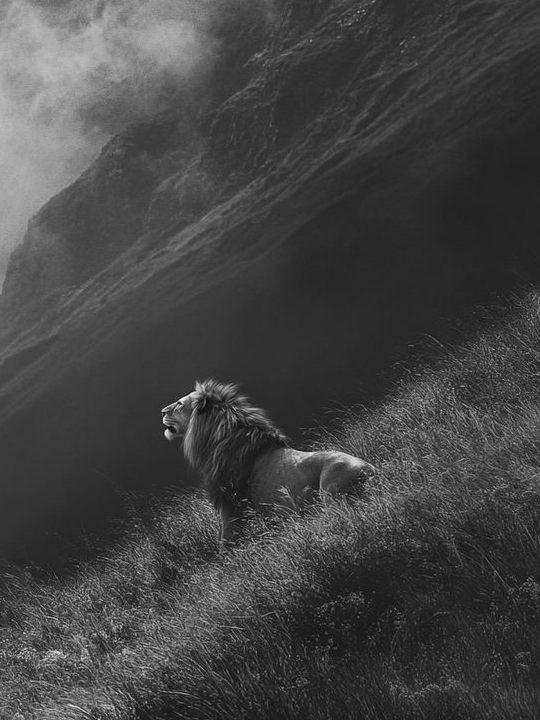 León en una ladera de hierba entre montañas con niebla, mirando a lo lejos, en blanco y negro