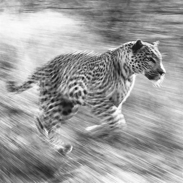 Leopardo corriendo a toda velocidad, con el fondo movido, en blanco y negro