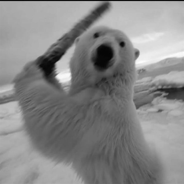 Oso polar de pie sobre el hielo, blandiendo un palo frente a la cámara, en blanco y negro