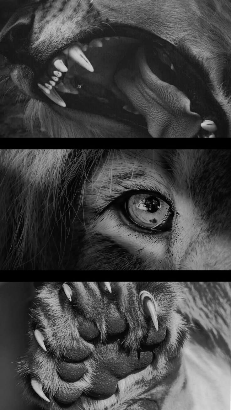Collage en blanco y negro de un león: los colmillos, un ojo y una garra