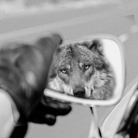 Lobo reflejado en el retrovisor de un coche, mirando de frente, en blanco y negro