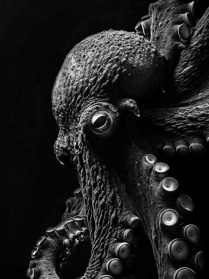 Pulpo de perfil sobre fondo negro, con el ojo y los tentáculos en primer plano, en blanco y negro